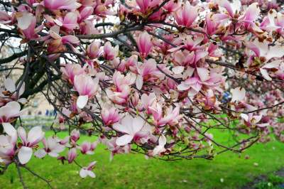 Słynny kasztanowiec pięknie się odradza, wawelskie magnolie cierpią - zdjęcie 8