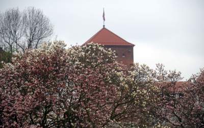 Słynny kasztanowiec pięknie się odradza, wawelskie magnolie cierpią - zdjęcie 20