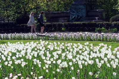 Kraków tonie w kwiatach, prawdopodobnie najładniejsza pora roku w mieście - zdjęcie 32