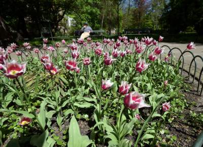 Kraków tonie w kwiatach, prawdopodobnie najładniejsza pora roku w mieście - zdjęcie 5