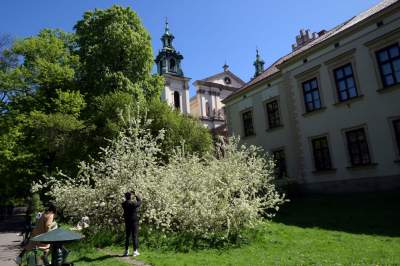 Kraków tonie w kwiatach, prawdopodobnie najładniejsza pora roku w mieście - zdjęcie 4