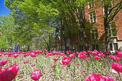 Kraków tonie w kwiatach, prawdopodobnie najładniejsza pora roku w mieście - zdjęcie 13