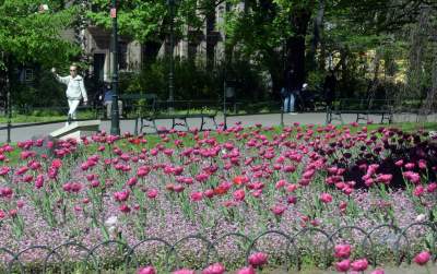 Kraków tonie w kwiatach, prawdopodobnie najładniejsza pora roku w mieście - zdjęcie 12