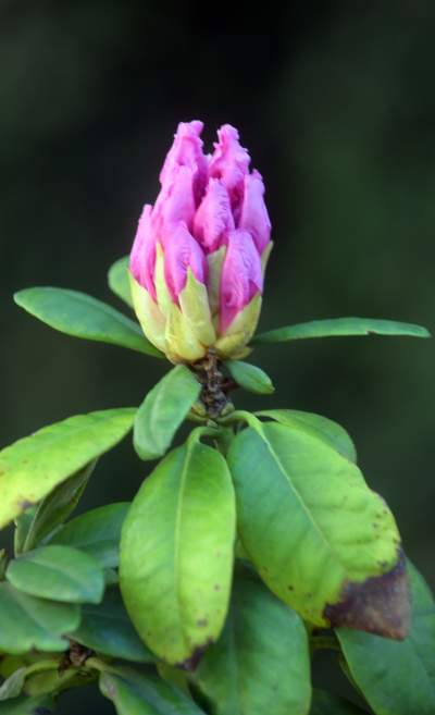 Kraków tonie w kwiatach, prawdopodobnie najładniejsza pora roku w mieście - zdjęcie 34