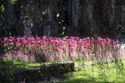 Kraków tonie w kwiatach, prawdopodobnie najładniejsza pora roku w mieście - zdjęcie 7