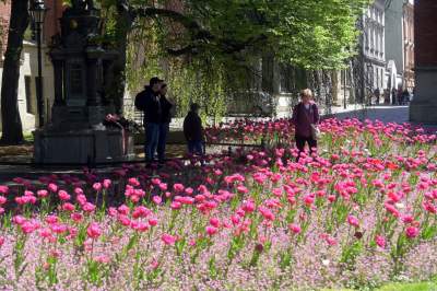 Kraków tonie w kwiatach, prawdopodobnie najładniejsza pora roku w mieście - zdjęcie 9