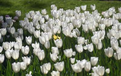 Kraków tonie w kwiatach, prawdopodobnie najładniejsza pora roku w mieście - zdjęcie 30