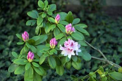 Kraków tonie w kwiatach, prawdopodobnie najładniejsza pora roku w mieście - zdjęcie 33