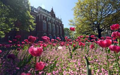 Kraków tonie w kwiatach, prawdopodobnie najładniejsza pora roku w mieście - zdjęcie 15