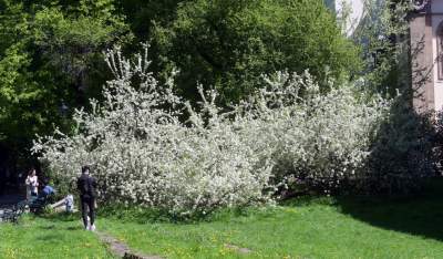 Kraków tonie w kwiatach, prawdopodobnie najładniejsza pora roku w mieście - zdjęcie 8