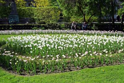 Kraków tonie w kwiatach, prawdopodobnie najładniejsza pora roku w mieście - zdjęcie 29