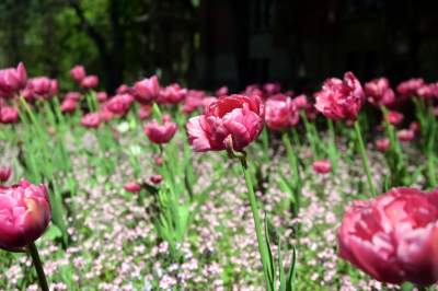 Kraków tonie w kwiatach, prawdopodobnie najładniejsza pora roku w mieście - zdjęcie 11
