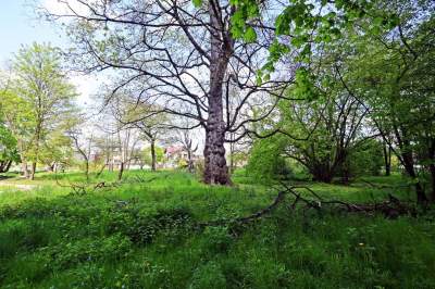 Udany remont "dzikiego" parku, zachowano naturalny charakter - zdjęcie 15