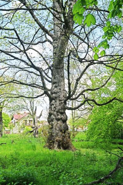 Udany remont "dzikiego" parku, zachowano naturalny charakter - zdjęcie 14
