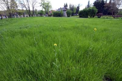 Udany remont "dzikiego" parku, zachowano naturalny charakter - zdjęcie 20