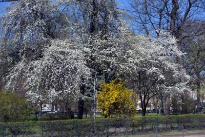 Wiosna w Krakowie poczyna sobie coraz śmielej - zdjęcie 8