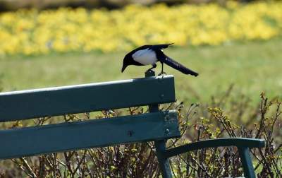 Wiosna w Krakowie poczyna sobie coraz śmielej - zdjęcie 1