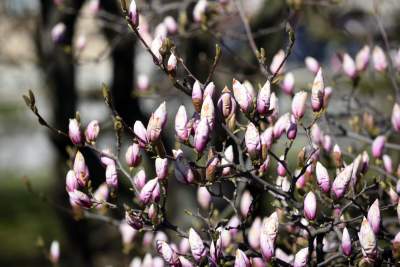 Wiosna w Krakowie poczyna sobie coraz śmielej - zdjęcie 11