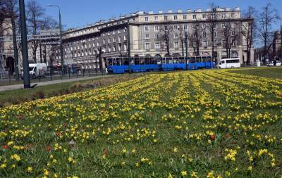 Wiosna w Krakowie poczyna sobie coraz śmielej - zdjęcie 7