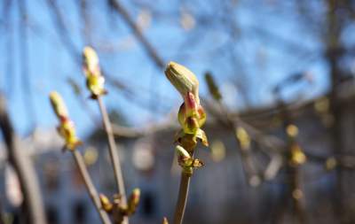 Wiosna w Krakowie poczyna sobie coraz śmielej - zdjęcie 10