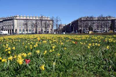Wiosna w Krakowie poczyna sobie coraz śmielej - zdjęcie 5