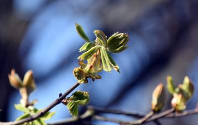 Wiosna w Krakowie poczyna sobie coraz śmielej - zdjęcie 16