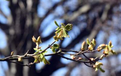 Wiosna w Krakowie poczyna sobie coraz śmielej - zdjęcie 17