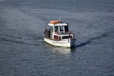 Zakwitły najsłynniejsze krakowskie magnolie. Jest cudownie! - zdjęcie 17