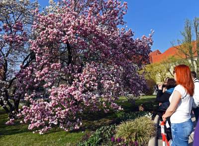 Zakwitły najsłynniejsze krakowskie magnolie. Jest cudownie! - zdjęcie 24