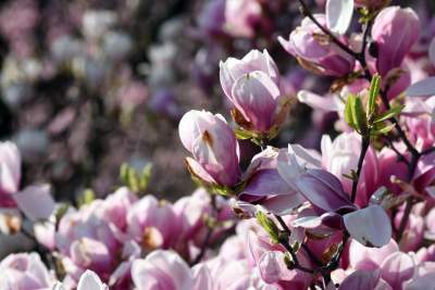 Zakwitły najsłynniejsze krakowskie magnolie. Jest cudownie! - zdjęcie 22