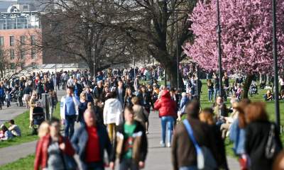 Zakwitły najsłynniejsze krakowskie magnolie. Jest cudownie! - zdjęcie 18