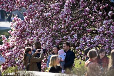 Zakwitły najsłynniejsze krakowskie magnolie. Jest cudownie! - zdjęcie 23