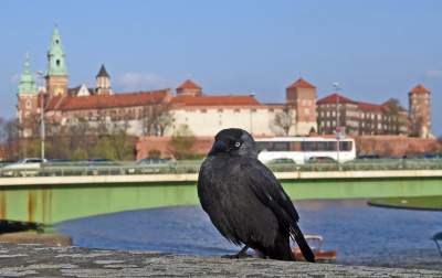 Zakwitły najsłynniejsze krakowskie magnolie. Jest cudownie! - zdjęcie 32