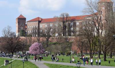 Zakwitły najsłynniejsze krakowskie magnolie. Jest cudownie! - zdjęcie 19