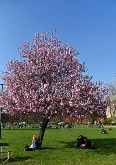 Zakwitły najsłynniejsze krakowskie magnolie. Jest cudownie! - zdjęcie 20