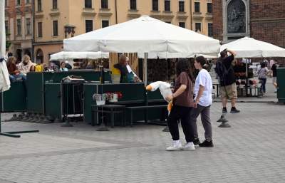 Gęś Pipa kontra Smok Krakusek. Nierówna walka na straganach - zdjęcie 11