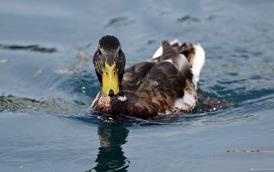 Politycy na oficjalnym otwarciu Zakrzówka, do wody nie wskoczyli - zdjęcie 19