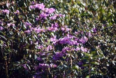 Wiosną wygląda i pachnie najpiękniej! fot. Marek Lasyk - zdjęcie 15