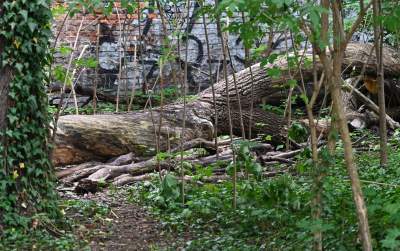 Zachwycająca dzika przyroda w ścisłym centrum Krakowa - zdjęcie 33