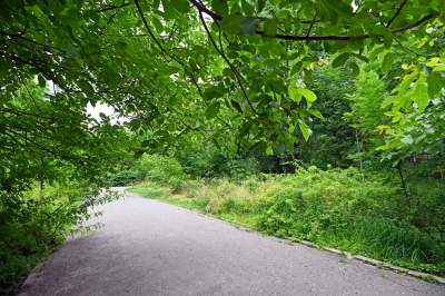 Zachwycająca dzika przyroda w ścisłym centrum Krakowa - zdjęcie 20