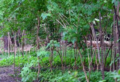 Zachwycająca dzika przyroda w ścisłym centrum Krakowa - zdjęcie 4