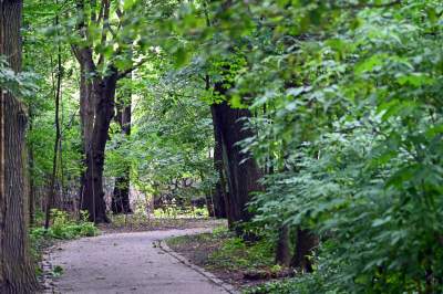 Zachwycająca dzika przyroda w ścisłym centrum Krakowa - zdjęcie 34