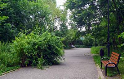 Zachwycająca dzika przyroda w ścisłym centrum Krakowa - zdjęcie 17