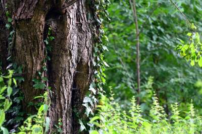 Zachwycająca dzika przyroda w ścisłym centrum Krakowa - zdjęcie 29