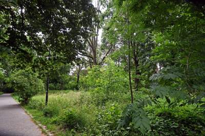 Zachwycająca dzika przyroda w ścisłym centrum Krakowa - zdjęcie 25