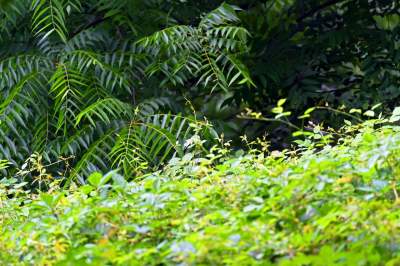 Zachwycająca dzika przyroda w ścisłym centrum Krakowa - zdjęcie 9
