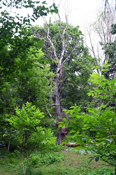 Zachwycająca dzika przyroda w ścisłym centrum Krakowa - zdjęcie 16