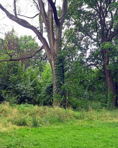 Zachwycająca dzika przyroda w ścisłym centrum Krakowa - zdjęcie 28