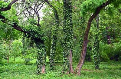 Zachwycająca dzika przyroda w ścisłym centrum Krakowa - zdjęcie 14