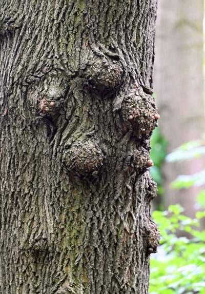 Zachwycająca dzika przyroda w ścisłym centrum Krakowa - zdjęcie 7